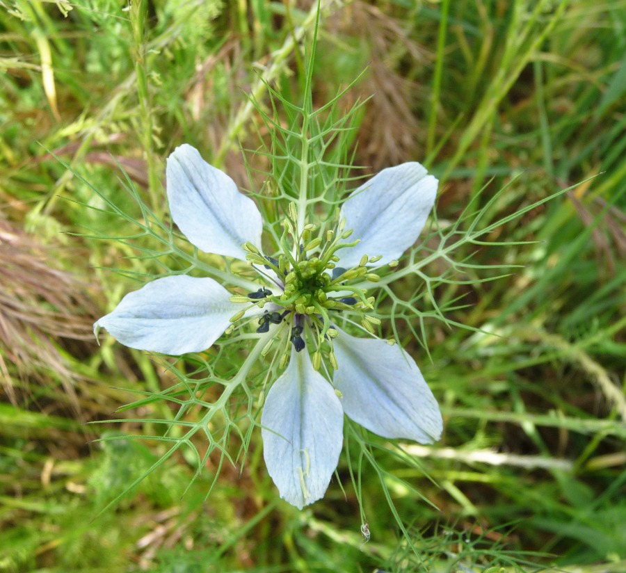 Pentatomidae: Ventocoris rusticus di Livorno